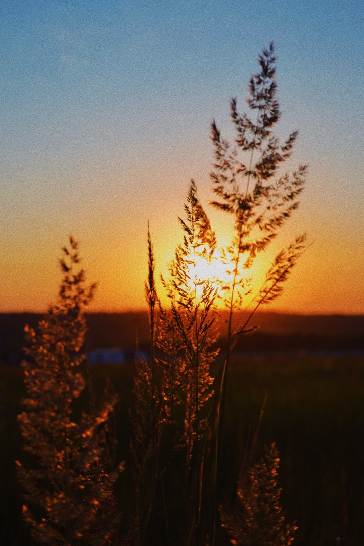 grass in the sunshine