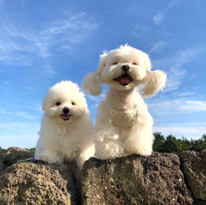 Cute Dogs