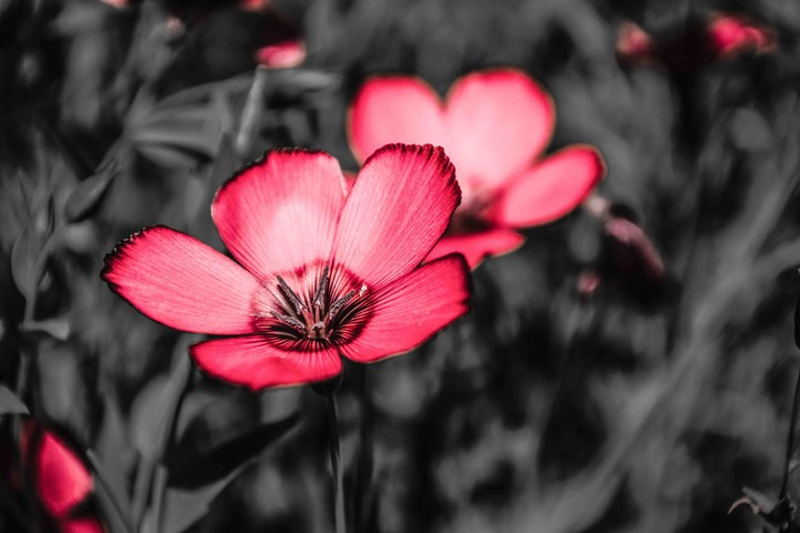 Flowers for IOS