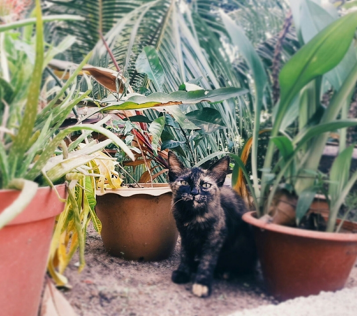 cat