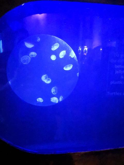 Ocean