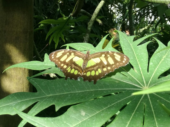 Butterfly on Plant