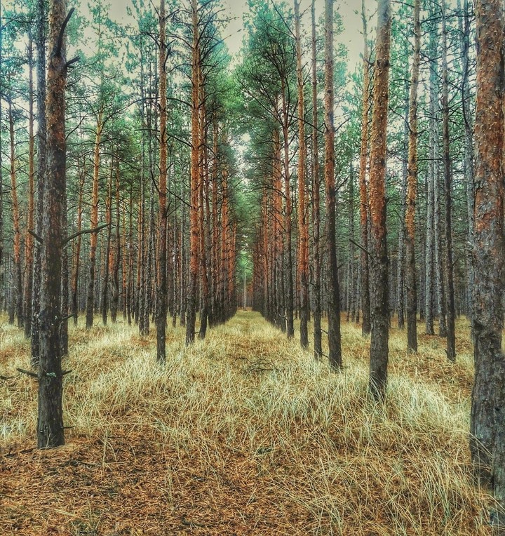 Silent Forest