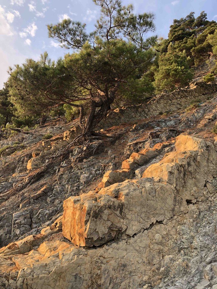 pine tree