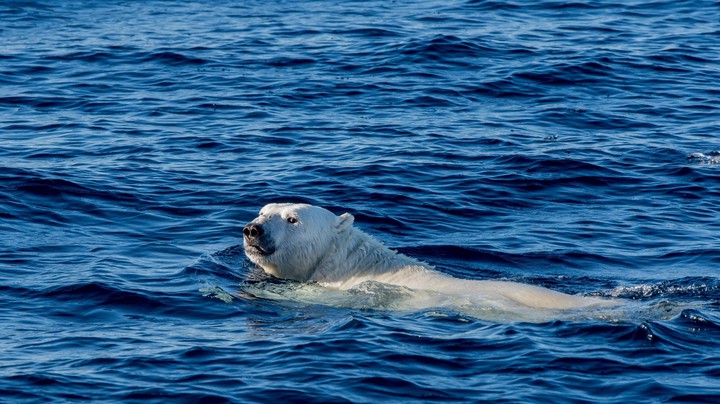 Icebear is swimming