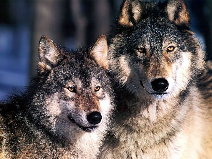 wolf couple
