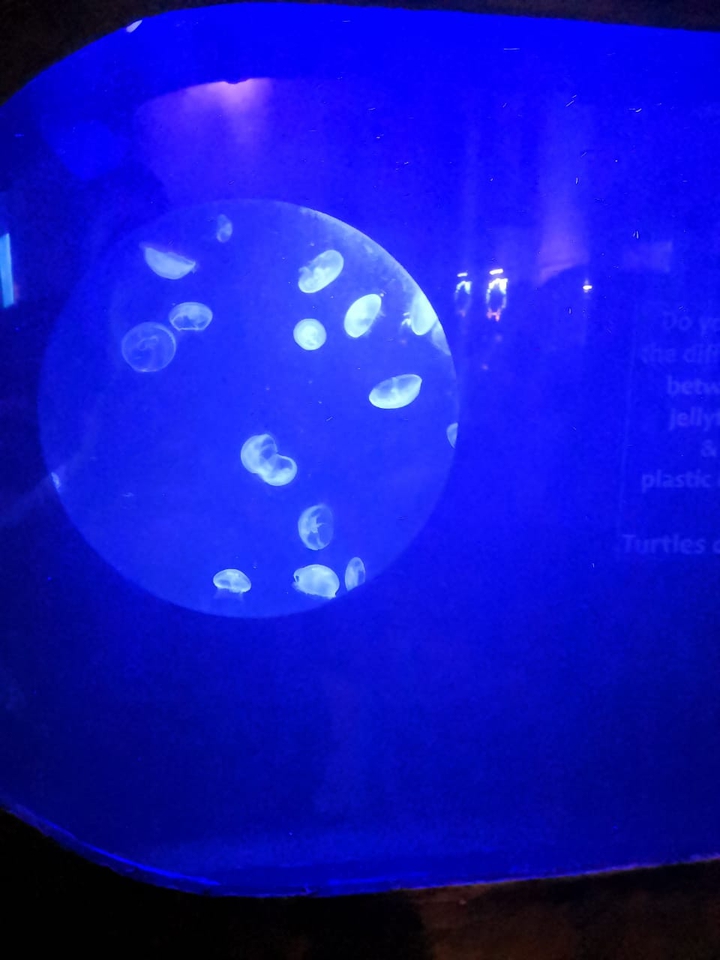 Ocean