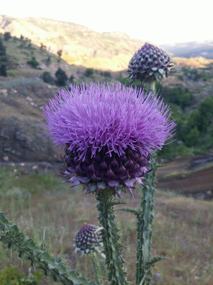 Thorny flower
