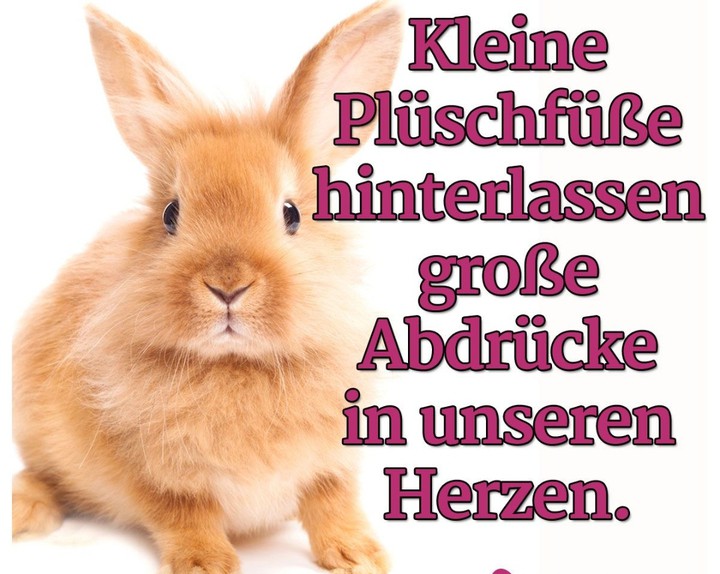 Kaninchen