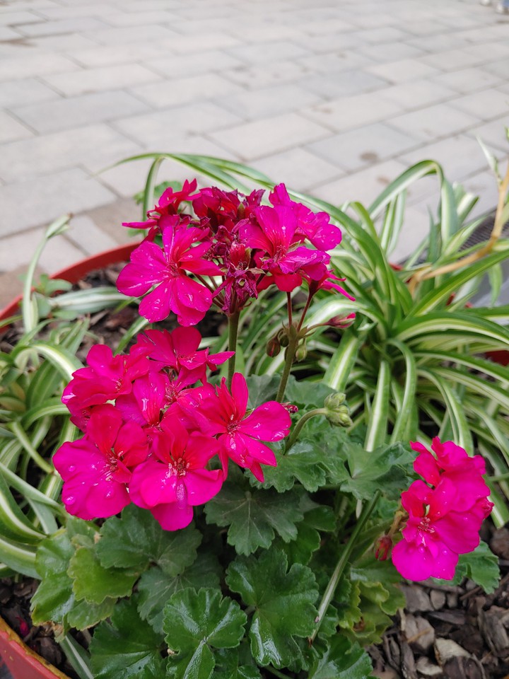 Flowers