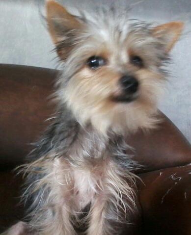Cachorra linda