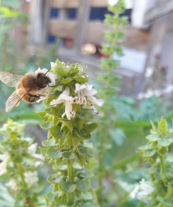 Basil & Bee