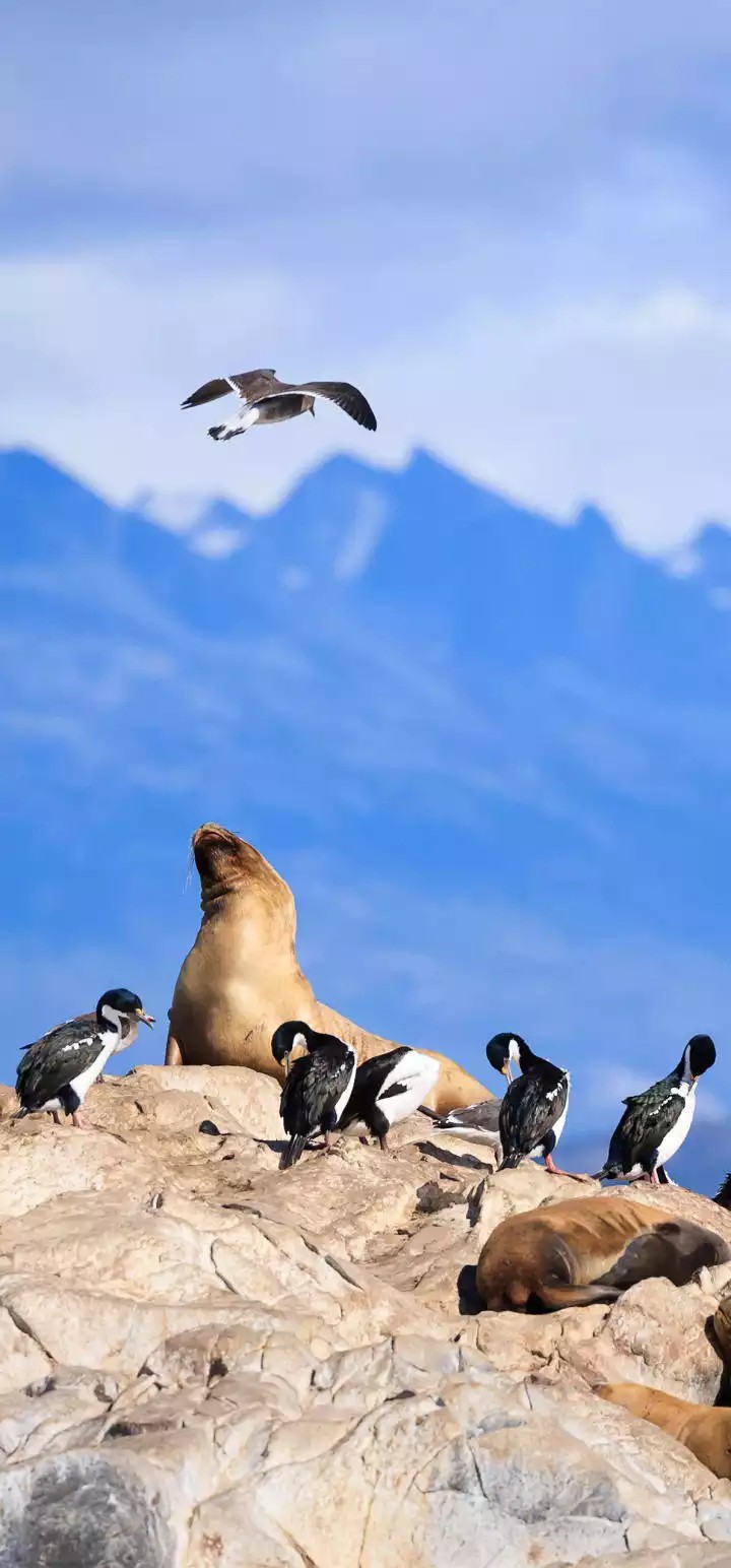 seal