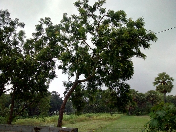 trees❤️