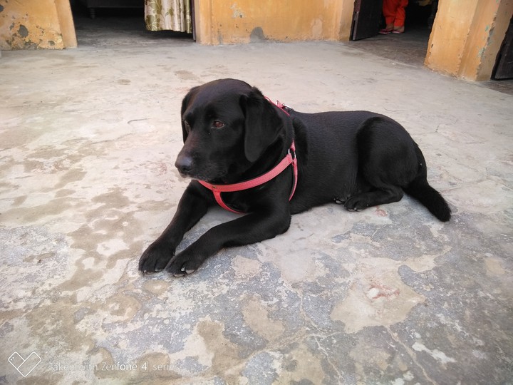Dog