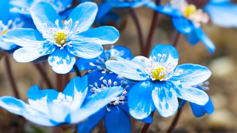 plant, wildflower wallpapers