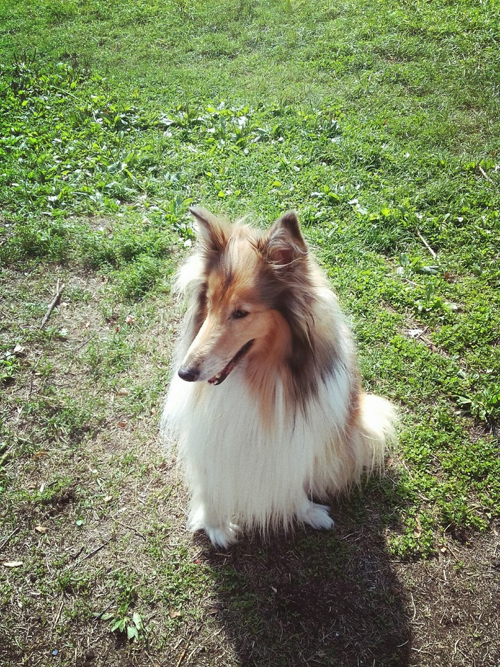 my lovely dog
