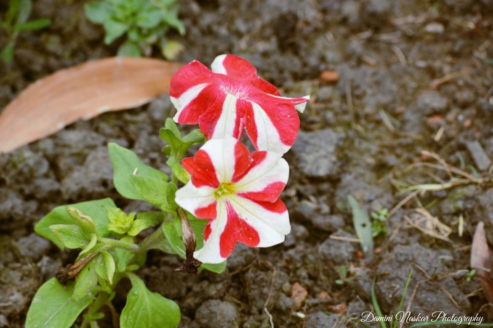 redwhite