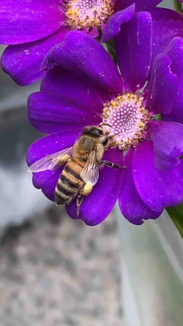 Flower bites