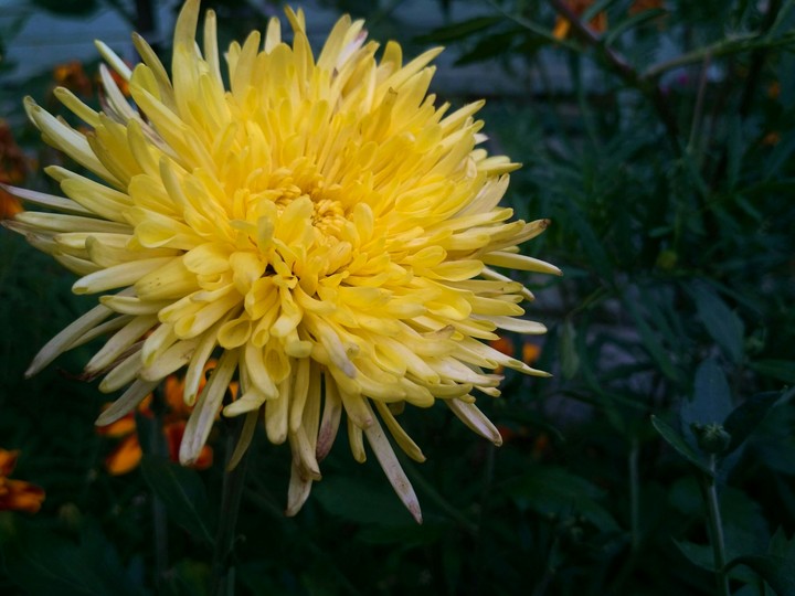aster