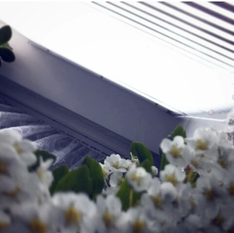 flower is beautiful