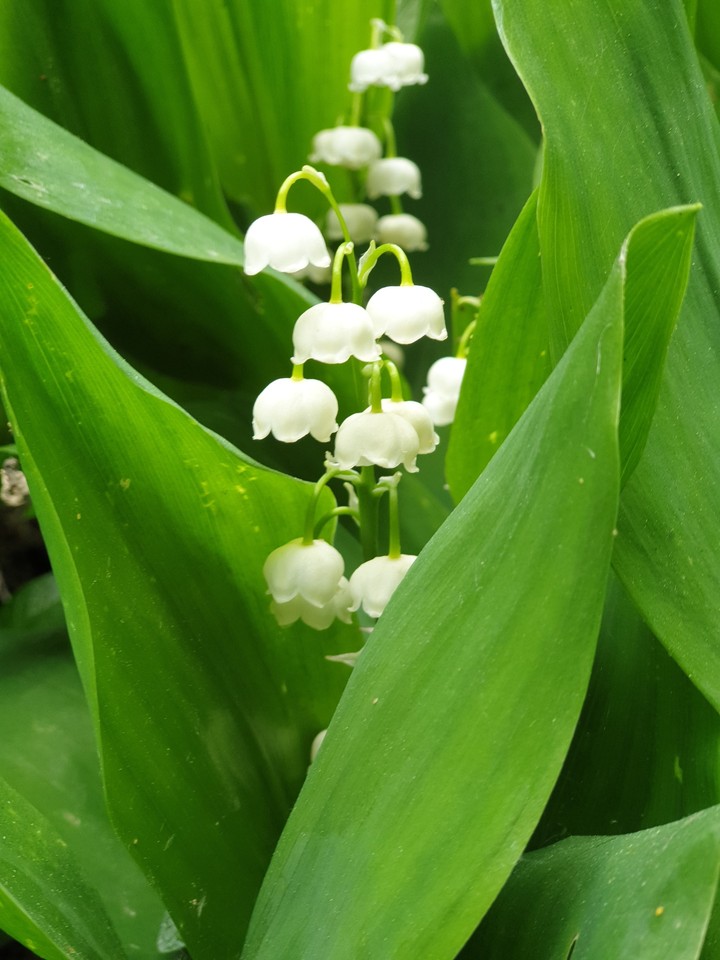 lily of the valley