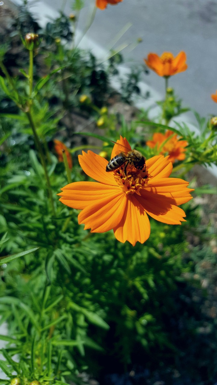 Honey bee