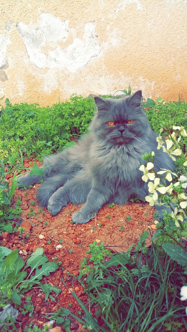 black shosho 