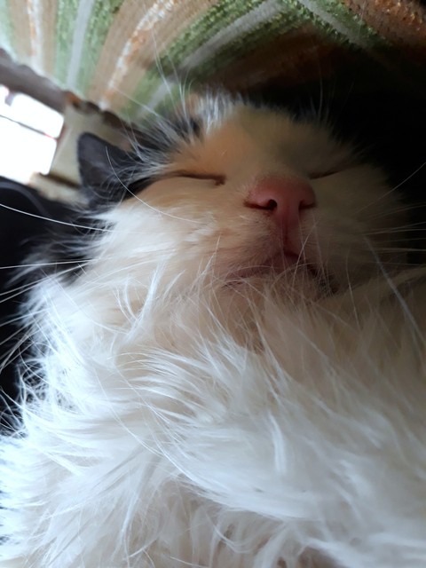 Cute, whiskers桌布