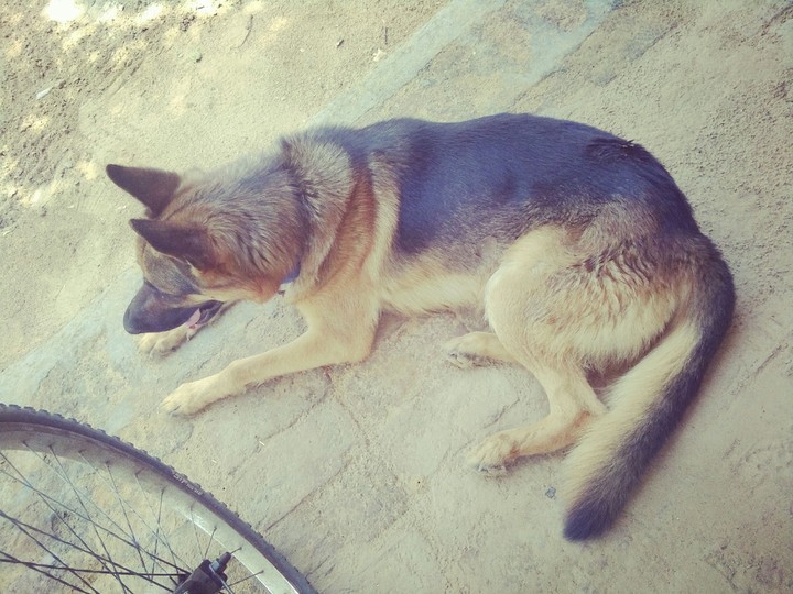 jhonyyyyy...... dangerous dog.....