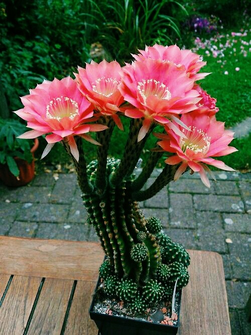 I belong to the same 'boring plants', except when I bloom