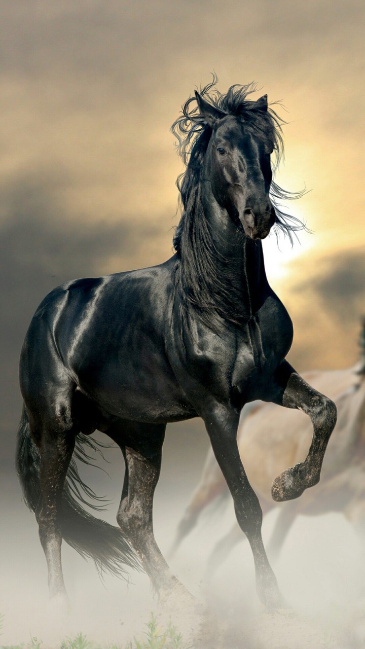 Cheval !!!
