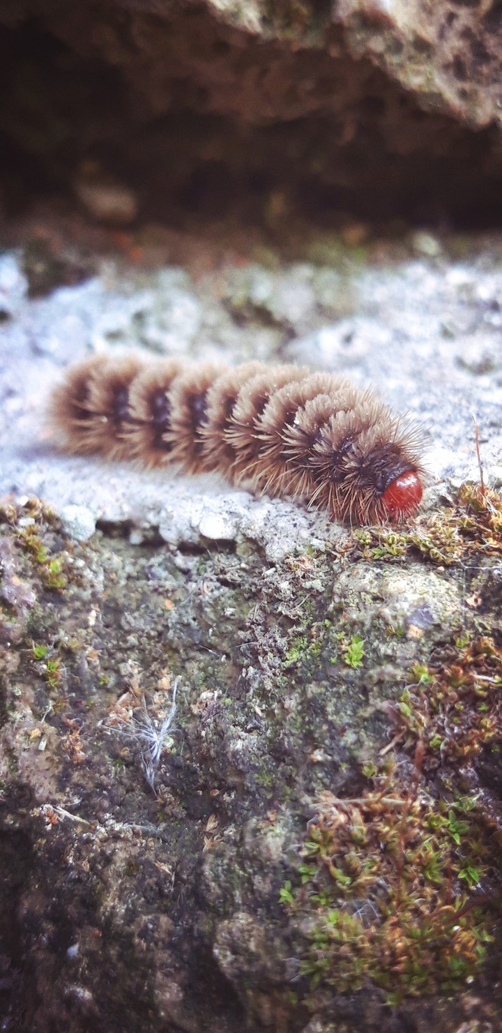 Lovely caterpillar on a rock