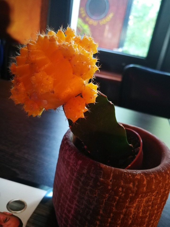 cactus
