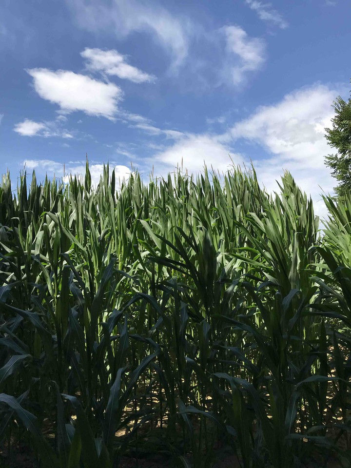 agricultural field