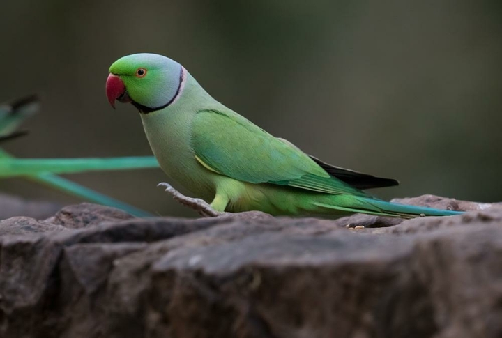 parrot