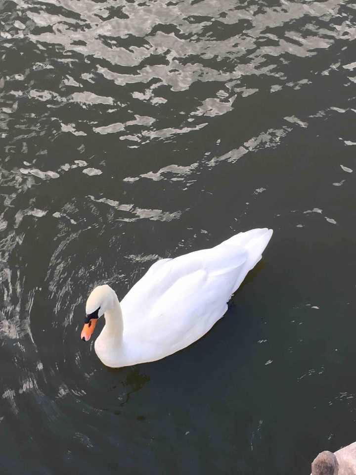 Beautiful swann!
