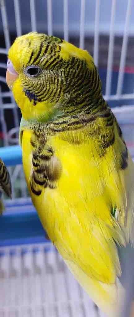 Lovebird