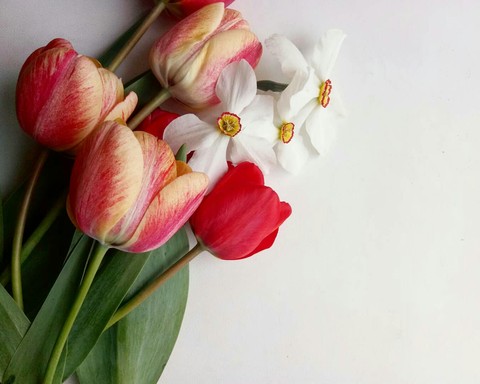шпалери Bud, blossom