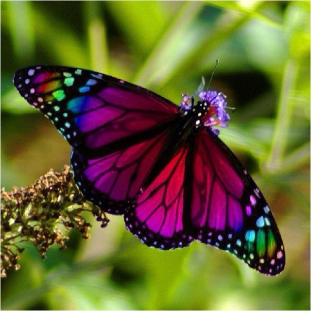 mariposa