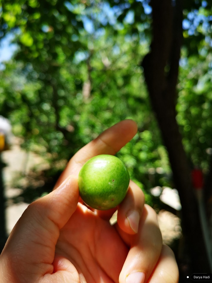 fresh fruit