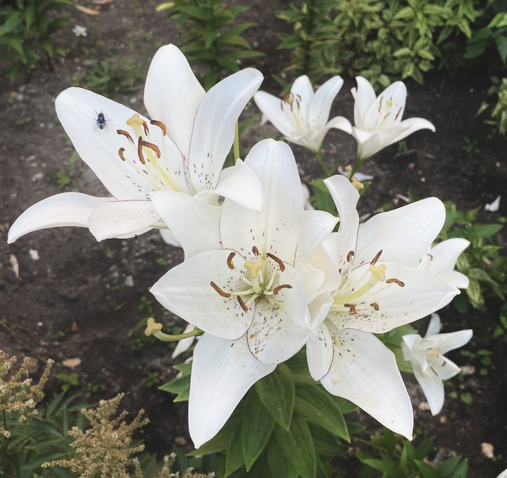 lily