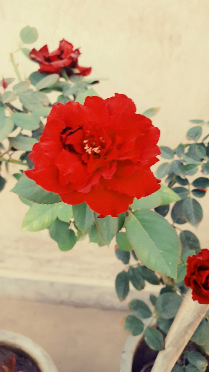 Red Rose
