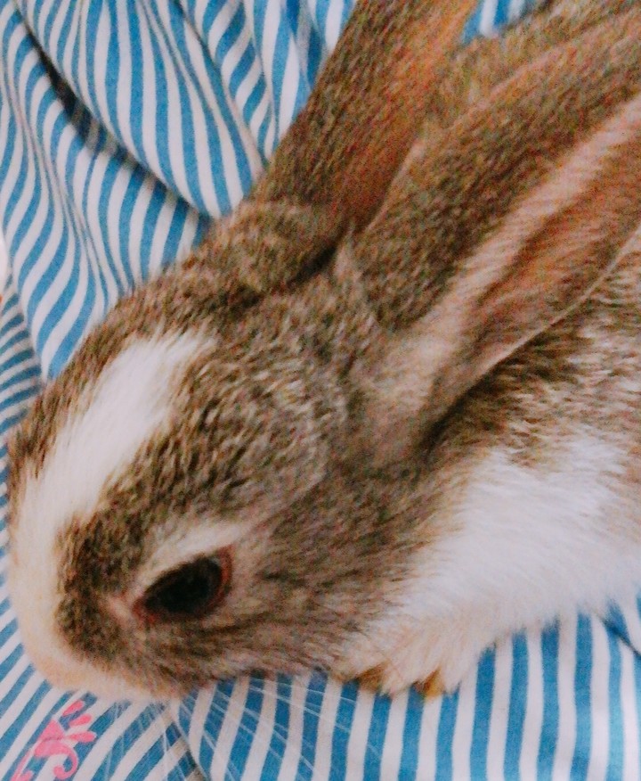 rabbit