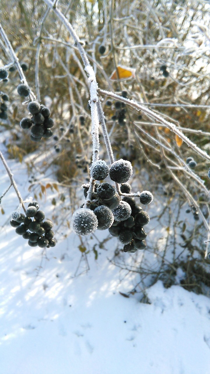 Winter cold
