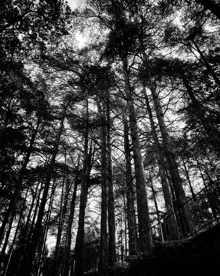 alberi