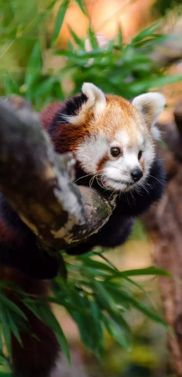 Red Panda
