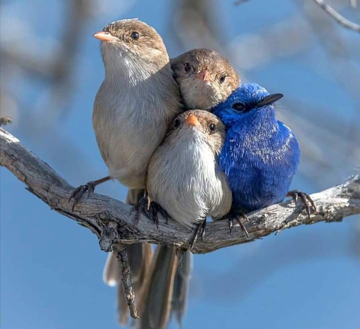#birds_
