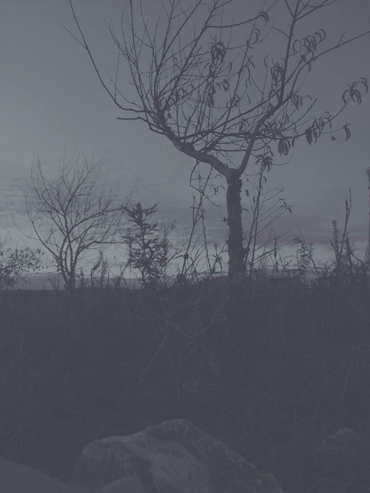 dark tree