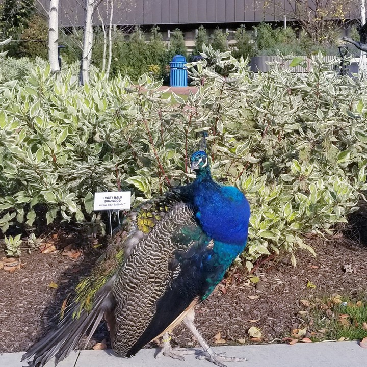 A posing Peacock